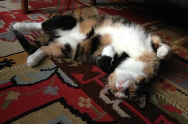 cat lying down