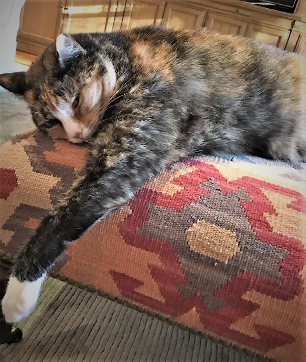 lazy cat